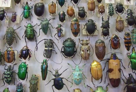 พิพิธภัณฑ์แมลงโลกและสิ่งมหัศจรรย์ธรรมชาติ