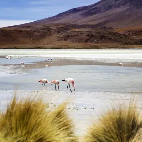 Laguna Colorada