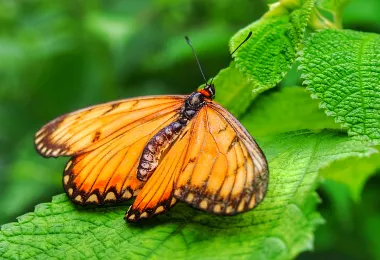 Butterfly Park & Insect Kingdom Popular Attractions Photos