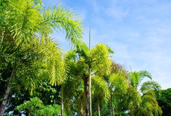 중국과학원 시솽반나 열대 식물원(중과원 써쌍판납 열대식물원) 명소 인기 사진