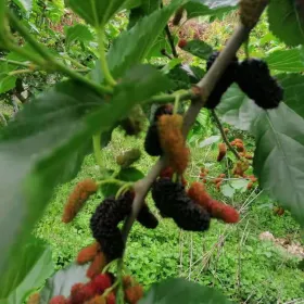 Xiangsiling Chuangke Farm