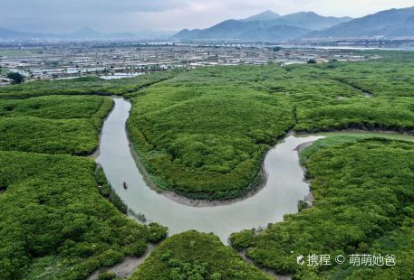 漳州紅樹林保護區 Mangrove Reserve of Zhangzhou