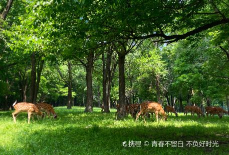 Huangjia Luyuan Caoshi Zoo (xunyangshifanjidi)