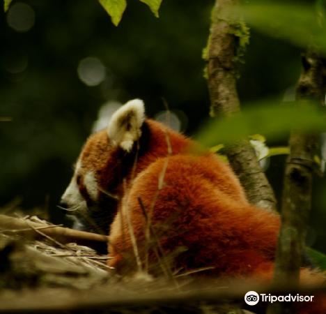Zoological Park Darjeeling attraction reviews - Zoological Park Darjeeling tickets - Zoological Park Darjeeling discounts - Zoological Park Darjeeling transportation, address, opening hours - attractions, hotels, and food near Zoological Park ... Zoological Park Darjeeling attraction reviews - Zoological Park Darjeeling tickets - Zoological Park Darjeeling discounts - Zoological Park Darjeeling transportation, address, opening hours - attractions, hotels, and food near Zoological Park ...