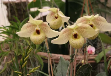 Pregetter's Orchid Garden รูปภาพAttractionsยอดนิยม