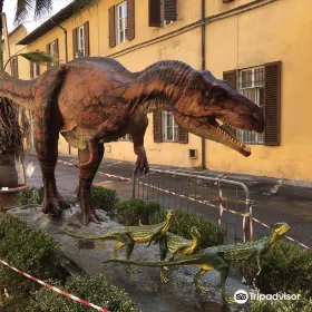 Museo di Storia Naturale - La Specola