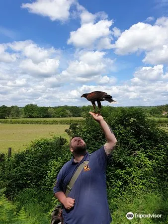 Forest Falconry2