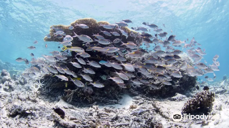 宮古島 コーラルコーヴ 評判 案内 トリップドットコム