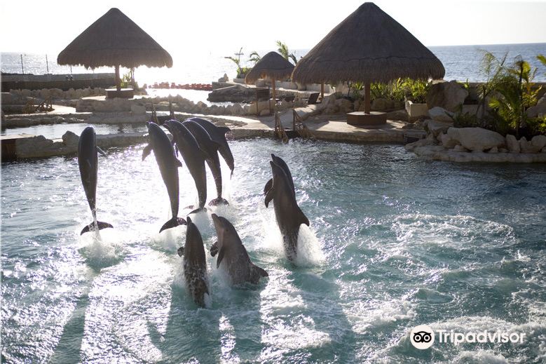 Latest travel itineraries for Dolphinaris Cozumel in May (updated in 2023), Dolphinaris  Cozumel reviews, Dolphinaris Cozumel address and opening hours, popular  attractions, hotels, and restaurants near Dolphinaris Cozumel 