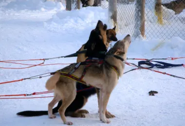 Giewont Husky Adventures รูปภาพAttractionsยอดนิยม
