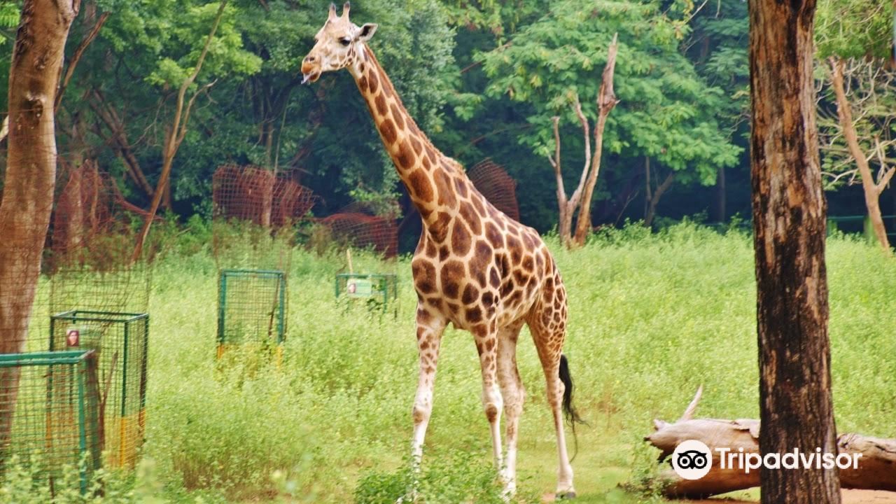 Zoos Parks attractions - TOP 10 great attractions in Pondicherry - Travel with Zoos Parks attractions - TOP 10 great attractions in Pondicherry - Travel with