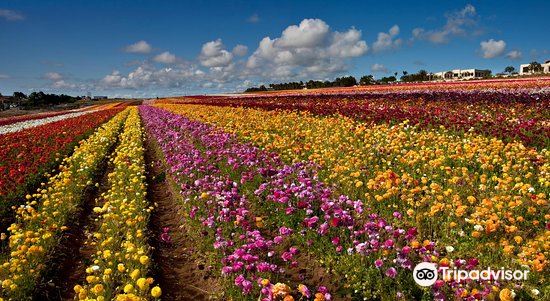 The Flower Fields At Carlsbad Ranch Travel Guidebook Must Visit Attractions In Carlsbad The Flower Fields At Carlsbad Ranch Nearby Recommendation Trip Com