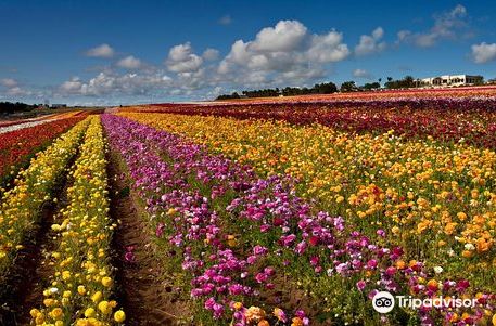 The Flower Fields at Carlsbad Ranch®