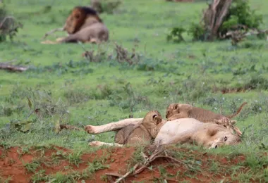 Mimmo Shaibu Kenya Safari รูปภาพAttractionsยอดนิยม