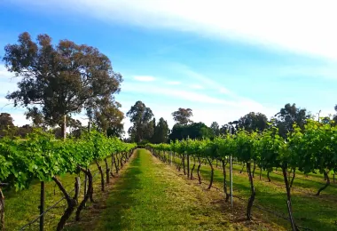 Murrumbateman Winery รูปภาพAttractionsยอดนิยม