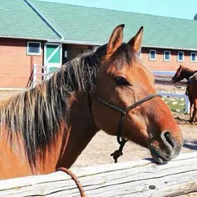 Jasper Park Stables at the Fairmont Jasper Park Lodge