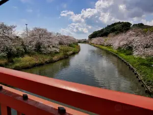 Katsumata River Cherry Blossoms