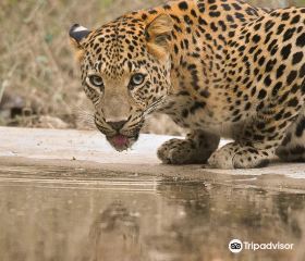 Jhalana Panther Safari