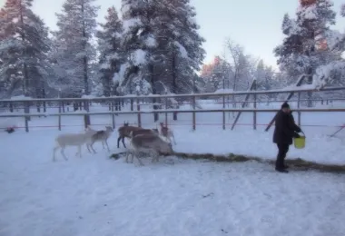 Minnan Talli - Rendeer and horse Farm รูปภาพAttractionsยอดนิยม
