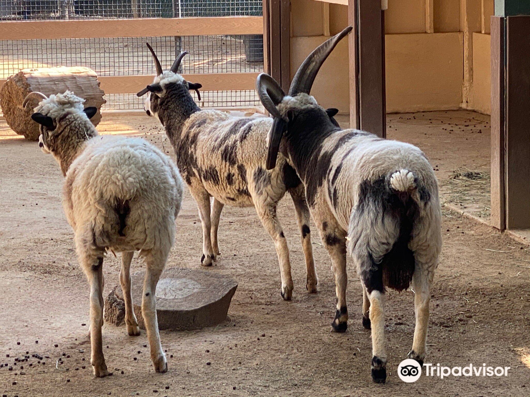 オレンジ Orange County Zoo 評判 案内 トリップドットコム