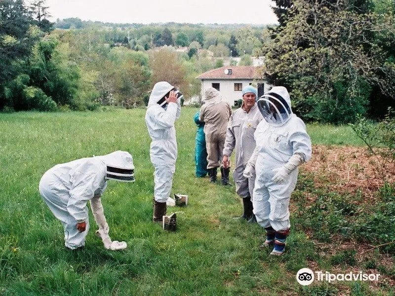13 Bees Beekeeping Taster Sessions1