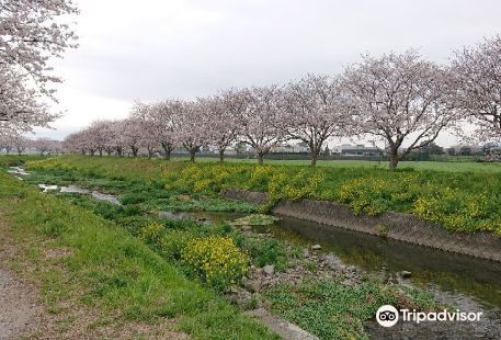 Sakura Trees along Kusaba River