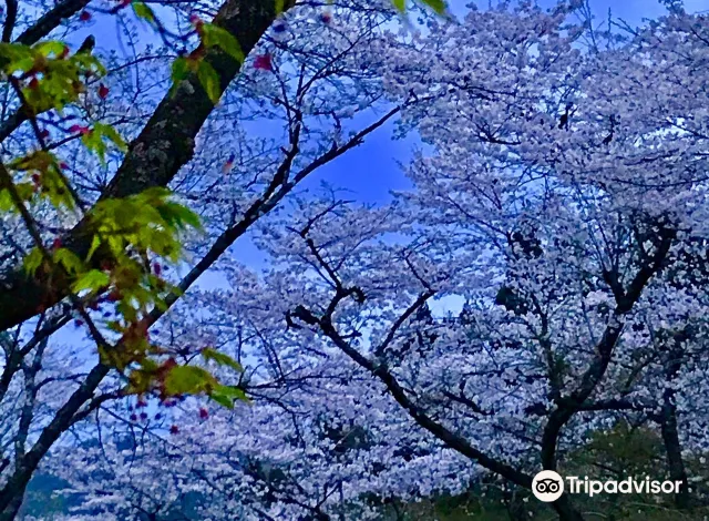 関 寺尾ヶ原千本桜公園 評判 案内 トリップドットコム