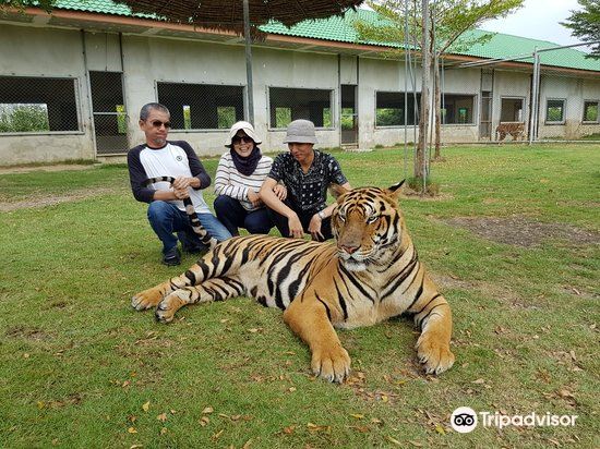 Damnoen Saduak Tiger Zoo旅遊攻略指南 Damnoen Saduak Tiger Zoo評價 Damnoen Saduak Tiger Zoo附近推薦 Trip Com