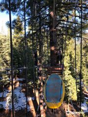 Tahoe Vista Treetop