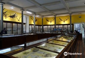 National Museum of Ireland - Natural History Popular Attractions Photos