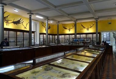 National Museum of Ireland - Natural History Popular Attractions Photos