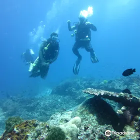 The Buzzz Diveshop