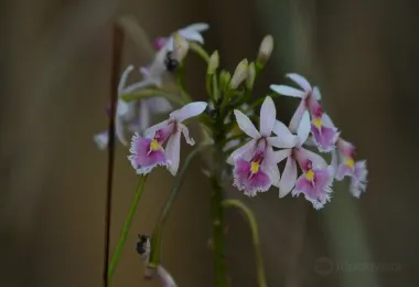 Wild Watch Peru 熱門景點照片