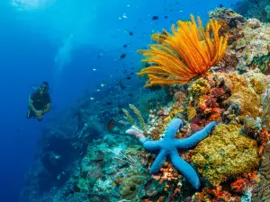 Thalassa PADI Dive Resort