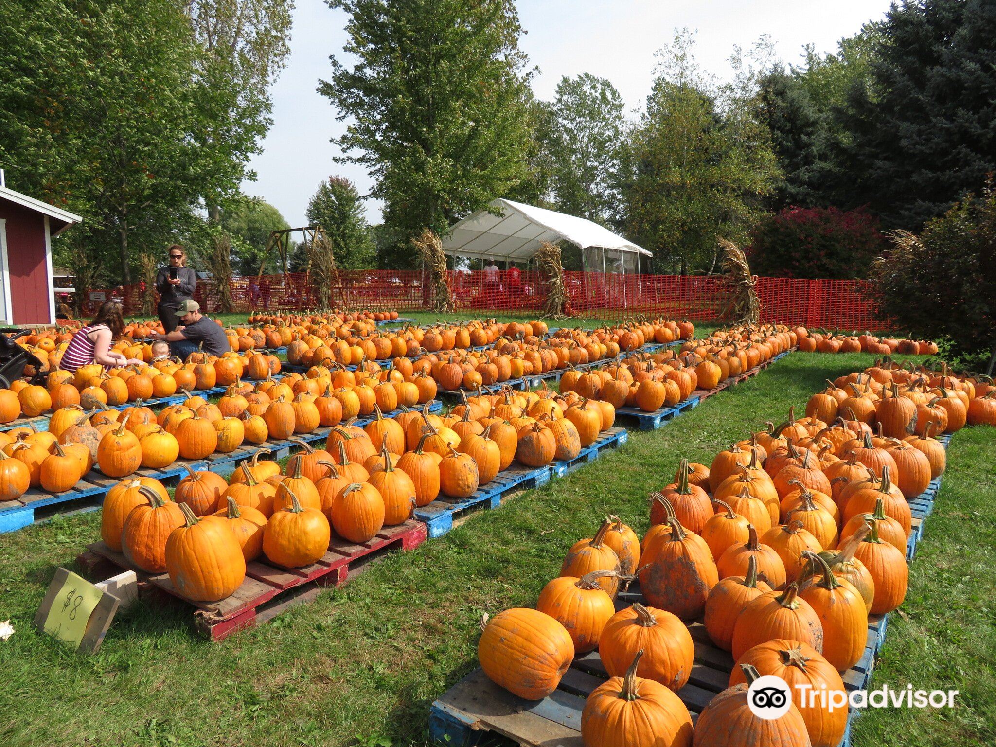 pumpkin patch near beaver dam wi