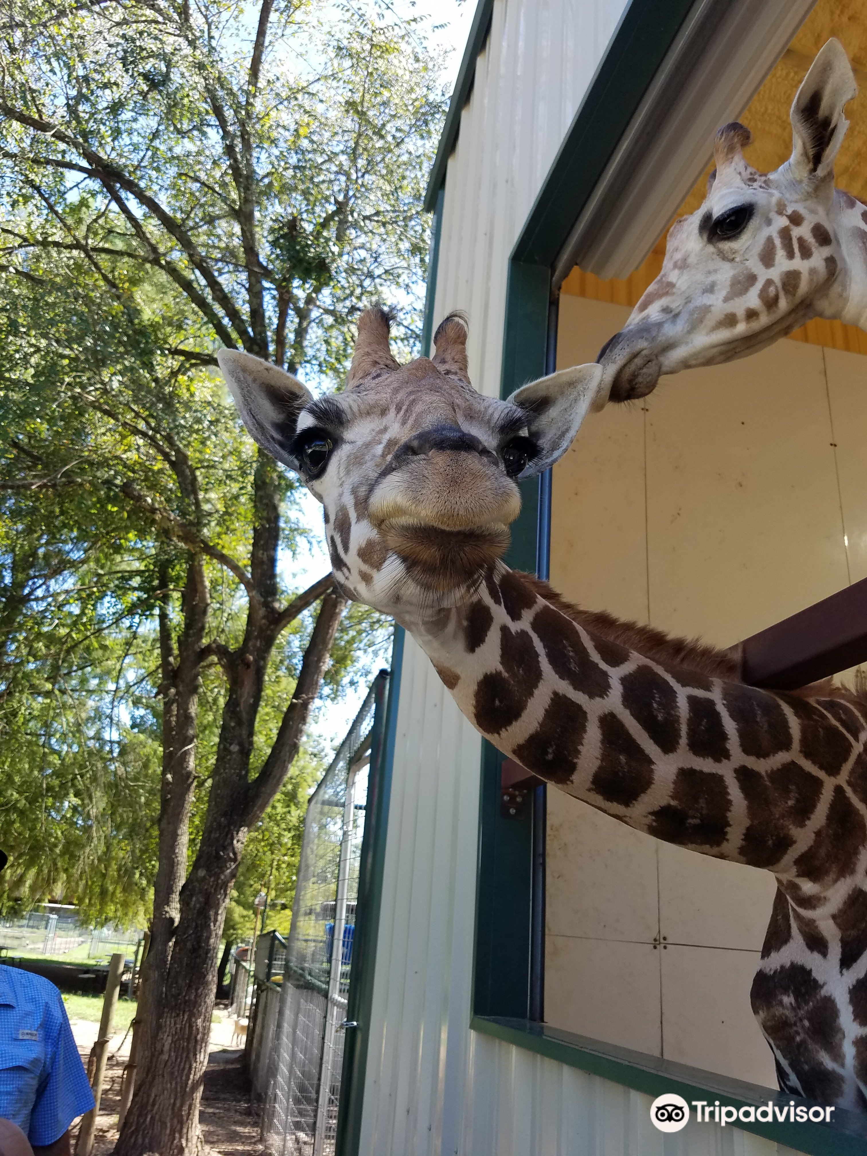 Latest travel itineraries for East Texas Zoo & Gator Park in August
