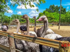 迪沙魯鴕鳥觀光園