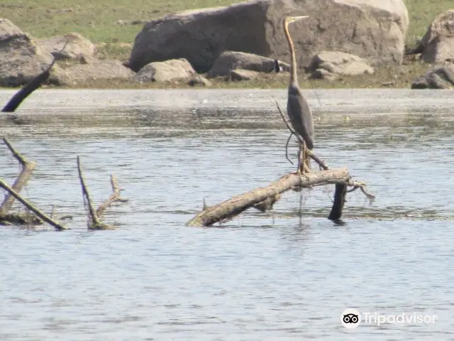 Pocharam Wildlife Sanctuary attraction reviews - Pocharam Wildlife Sanctuary tickets - Pocharam Wildlife Sanctuary discounts - Pocharam Wildlife Sanctuary transportation, address, opening hours - attractions, hotels, and food near Pocharam Wildlife ... Pocharam Wildlife Sanctuary attraction reviews - Pocharam Wildlife Sanctuary tickets - Pocharam Wildlife Sanctuary discounts - Pocharam Wildlife Sanctuary transportation, address, opening hours - attractions, hotels, and food near Pocharam Wildlife ...