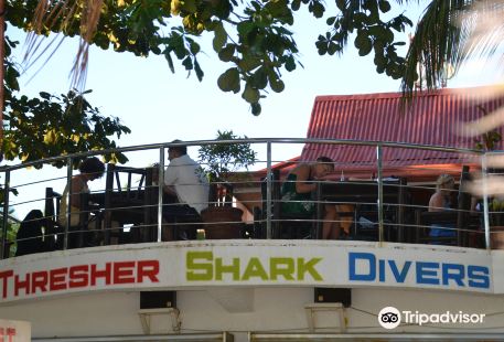 Thresher Shark Divers