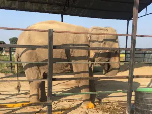 Stand Up 4 Elephants - Elephants Happy Hour