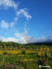 Maui Nui Farm