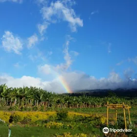 Maui Nui Farm