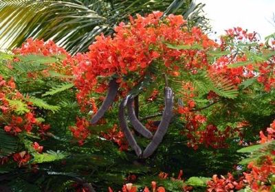 The Butterfly Farm