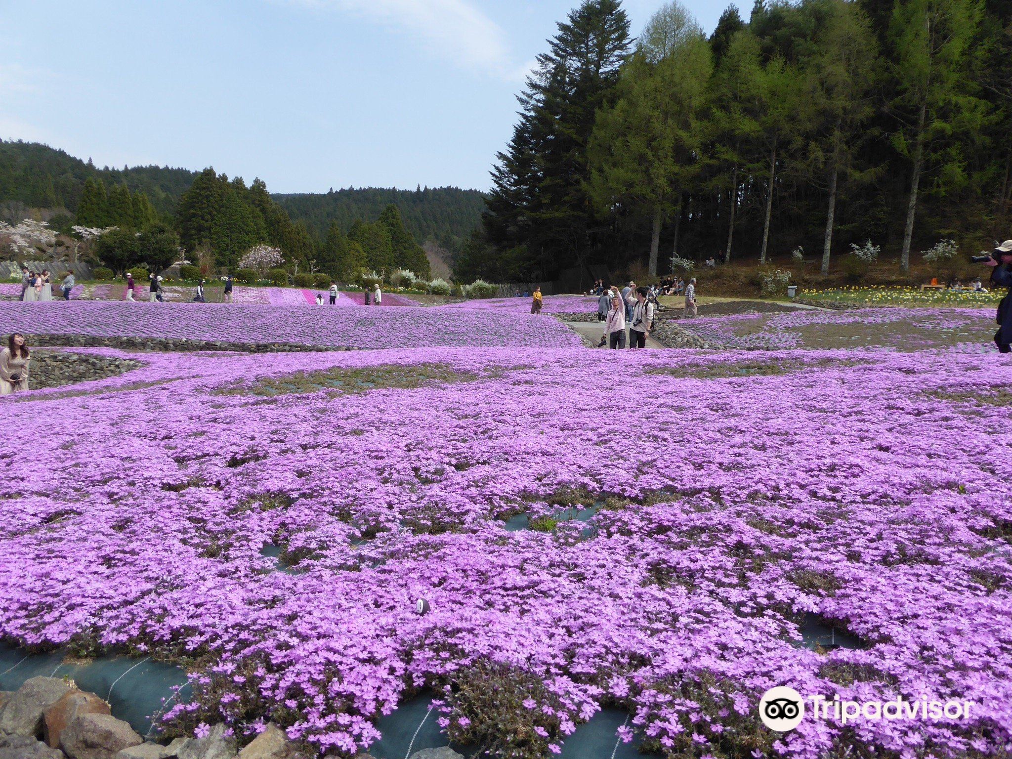 花のじゅうたんのレビュー 花のじゅうたんのチケット 花のじゅうたんの割引 花のじゅうたんの交通機関 所在地 営業時間 花のじゅうたん周辺の観光スポット ホテル グルメ Trip Com