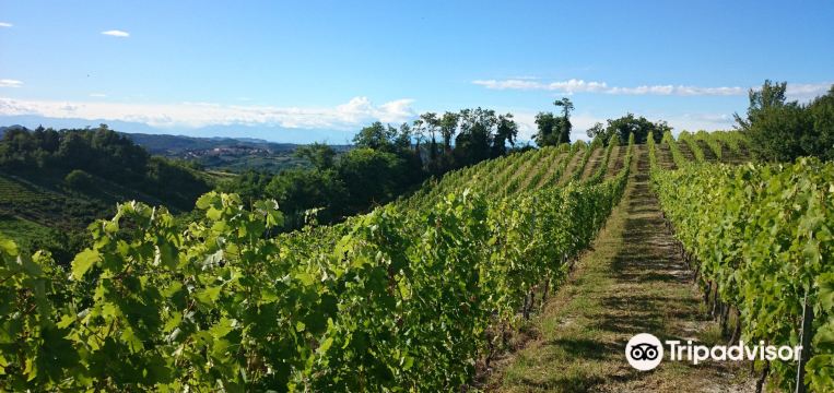 กิจกรรมน่าทำยอดนิยมในVignale Monferratoประจำปี 2023 คู่มือท่องเที่ยว