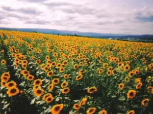 Nayoro Chiebun Sunflower Farm