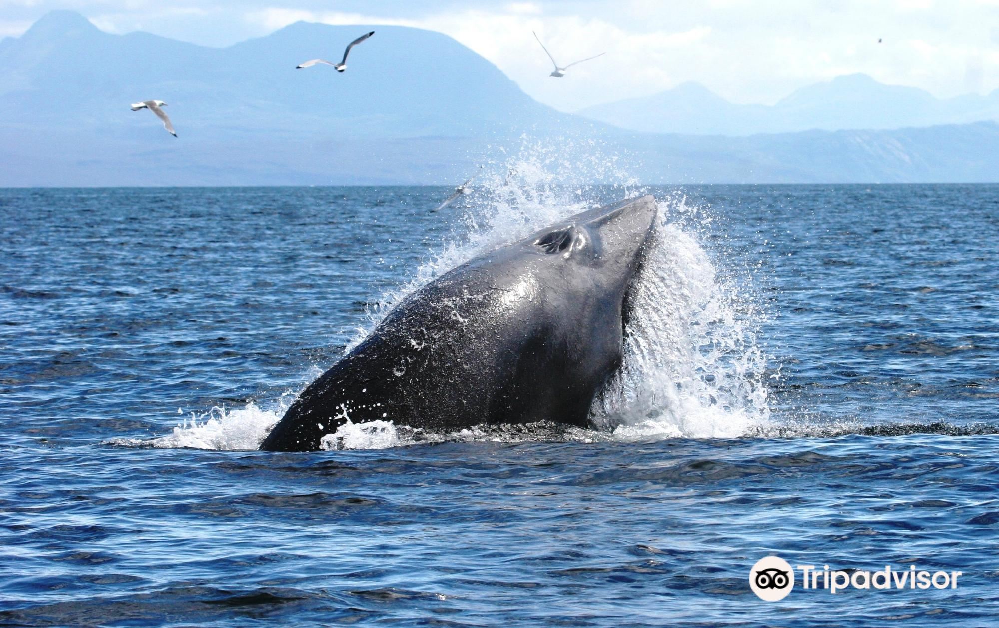 Hebridean Whale Cruisesのレビュー Hebridean Whale Cruisesのチケット Hebridean Whale Cruisesの割引 Hebridean Whale Cruisesの交通機関 所在地 営業時間 Hebridean Whale Cruises周辺の観光スポット ホテル グルメ Trip Com Hebridean Whale Cruisesのレビュー Hebridean Whale Cruisesのチケット Hebridean Whale Cruisesの割引 Hebridean Whale Cruisesの交通機関 所在地 営業時間 Hebridean Whale Cruises周辺の観光スポット ホテル グルメ Trip Com