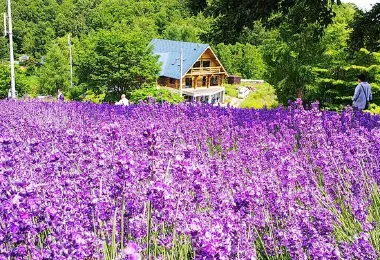 Horomitoge Lavender Garden รูปภาพAttractionsยอดนิยม