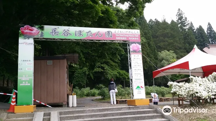 南部町 長谷ぼたん園 評判 案内 トリップドットコム