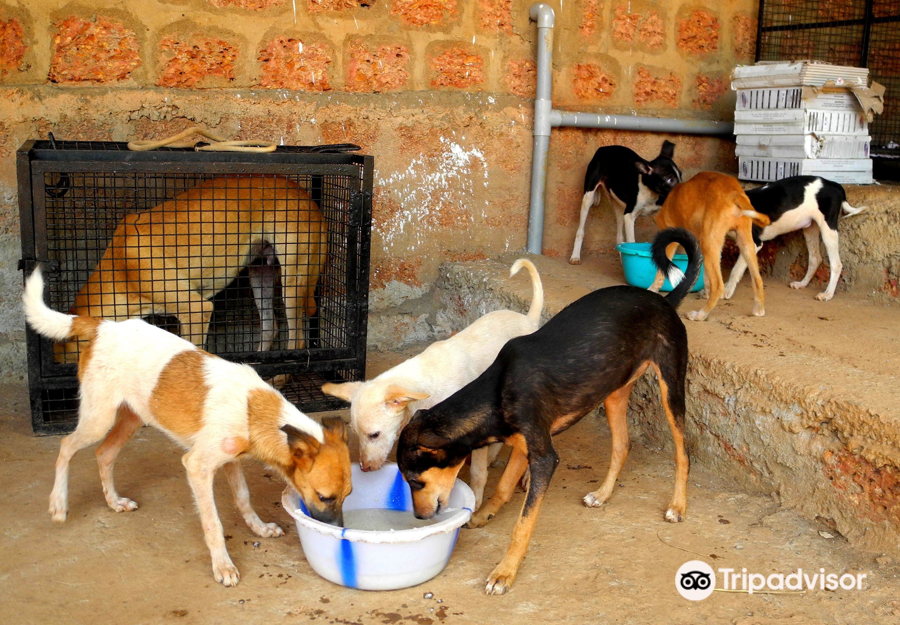 Đánh giá về địa điểm tham quan ở Animal Shelter Agonda - Vé Animal Shelter  Agonda - Giảm giá ở Animal Shelter Agonda - giao thông ở Animal Shelter  Agonda, địa chỉ,
